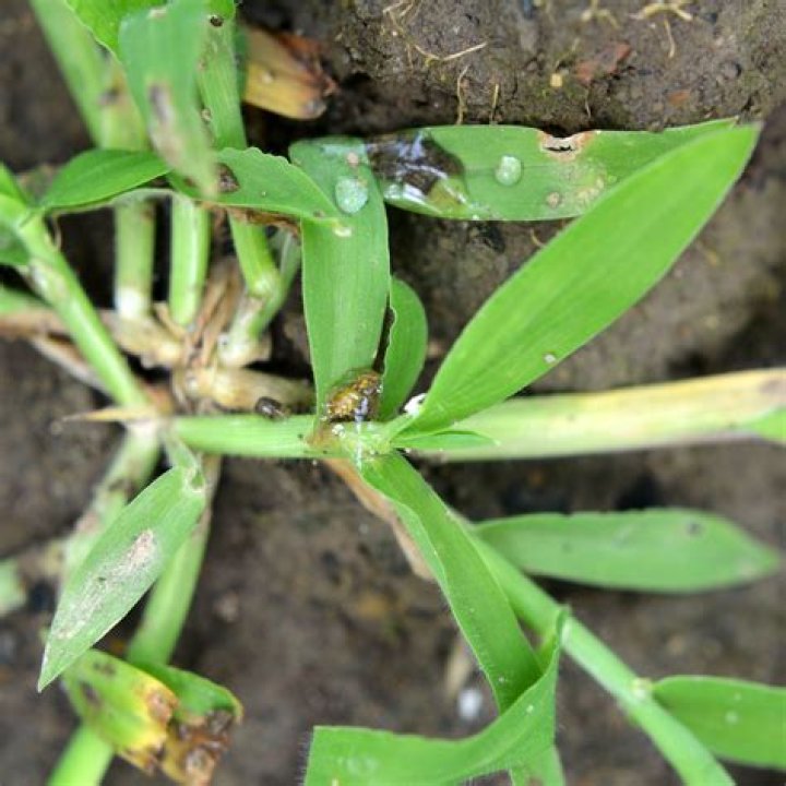 Will baking soda kill crab grass?