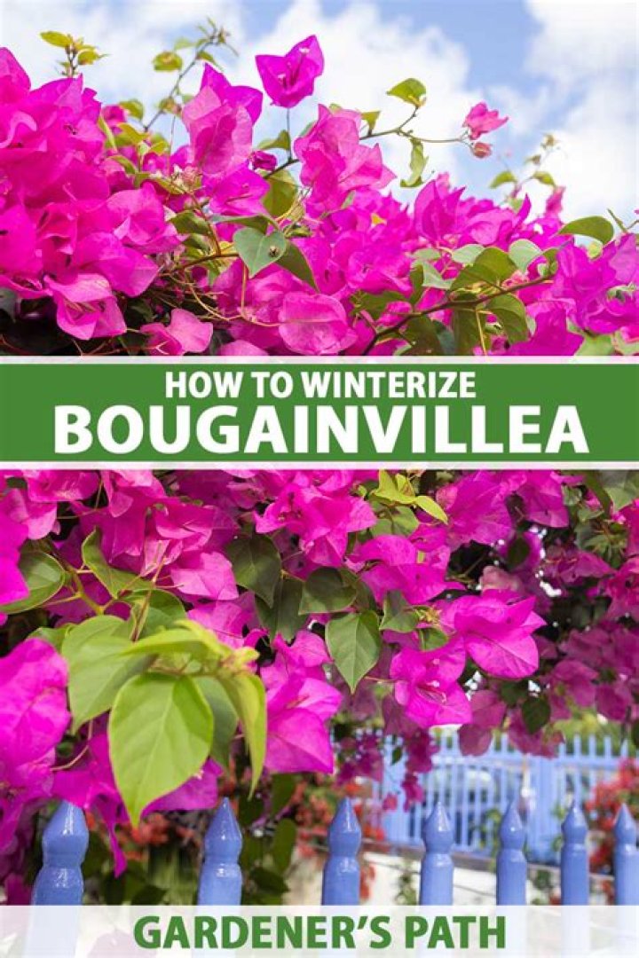 Will Bougainvillea grow in North Carolina?