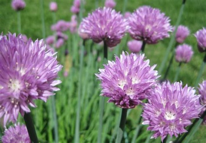 Will chives regrow after cutting?