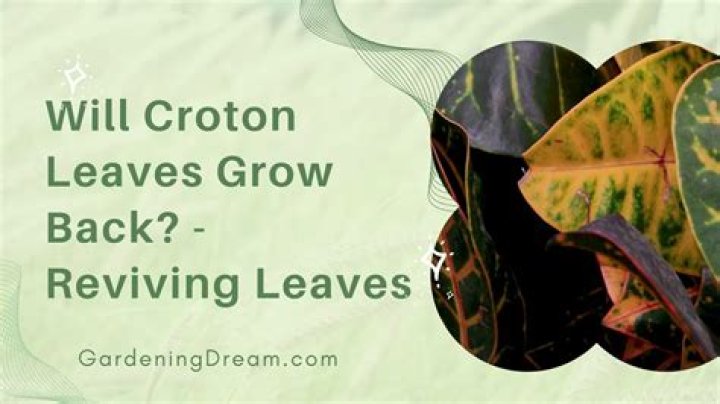 Will croton leaves grow back?