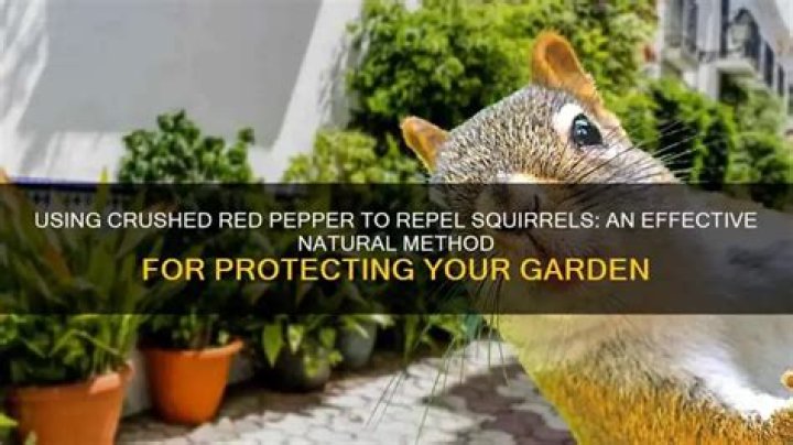 Will crushed red pepper keep squirrels away?