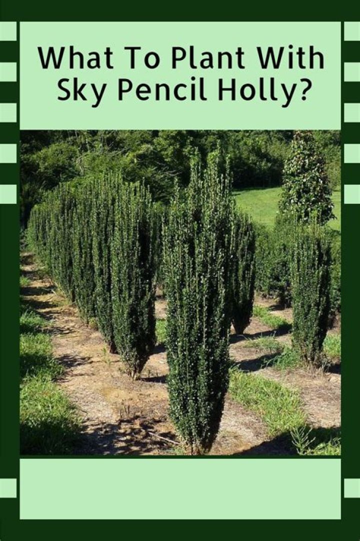 Will deer eat sky pencil holly?
