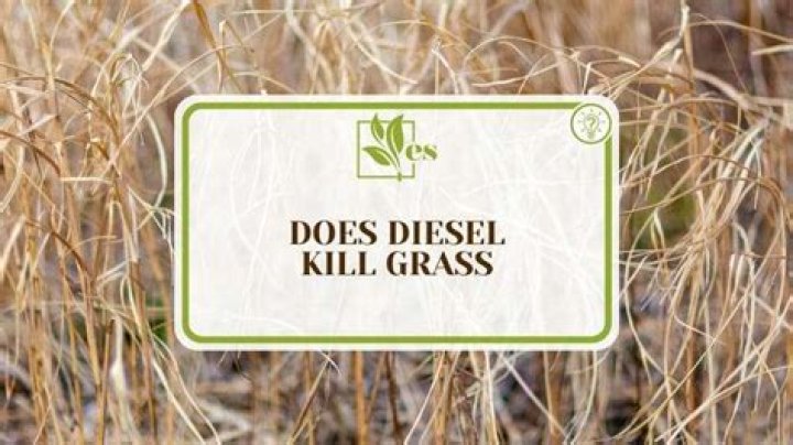 Will diesel fuel kill weeds and grass?