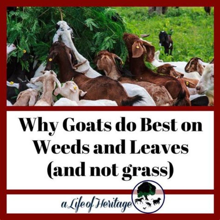 Will goats eat goat head weeds?