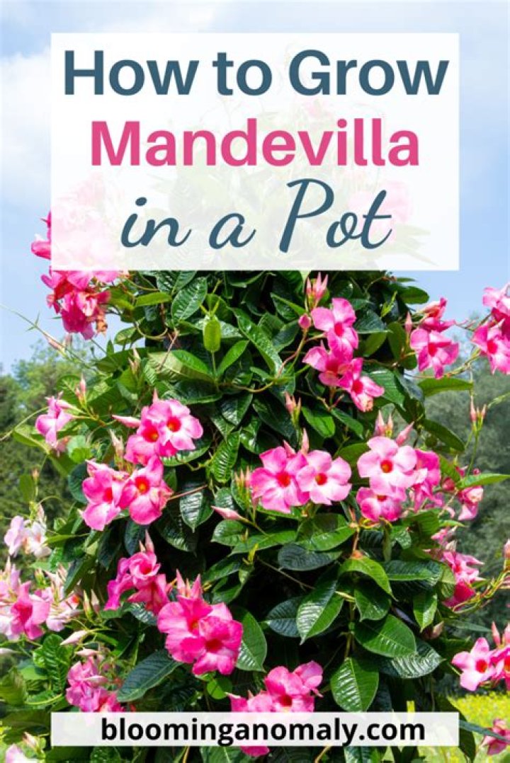 Will Mandevilla grow in Arizona?