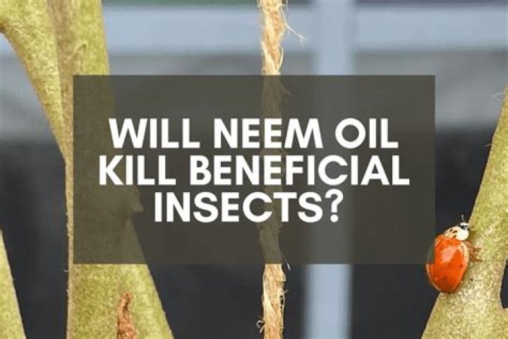 Will neem oil kill wasps?