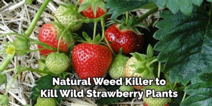 Will vinegar kill wild strawberries?