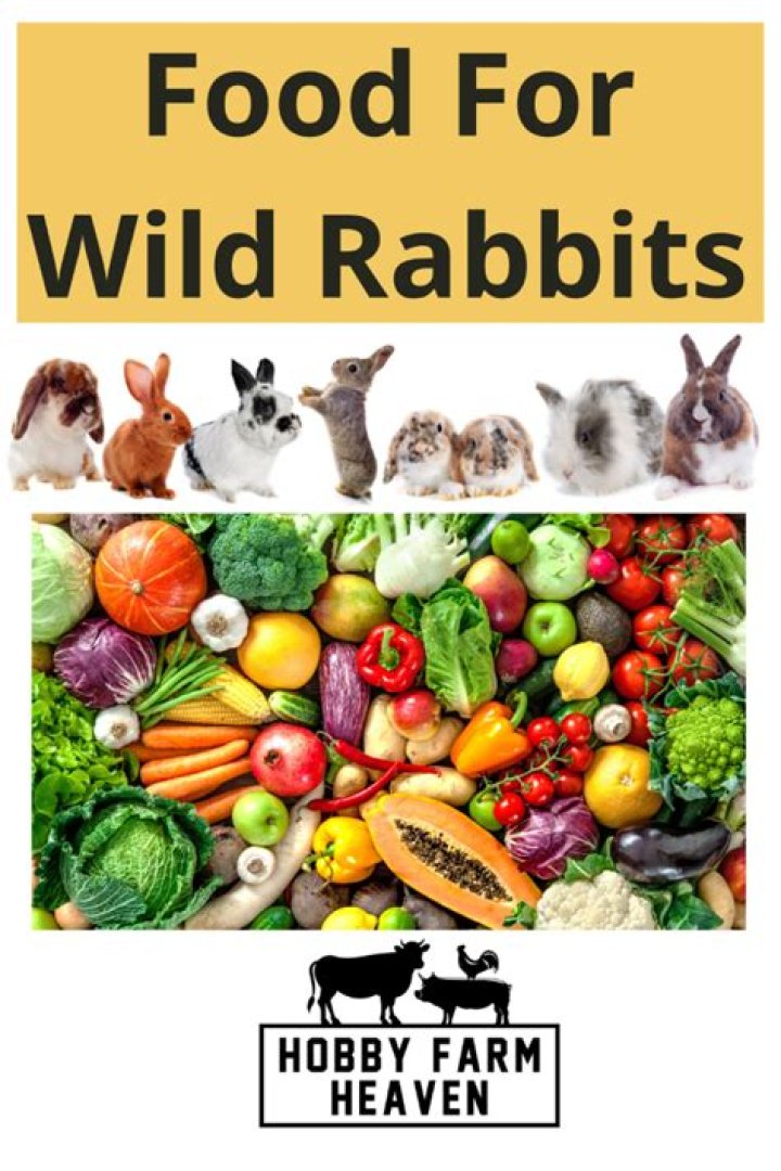 Will wild rabbits eat rabbit food?